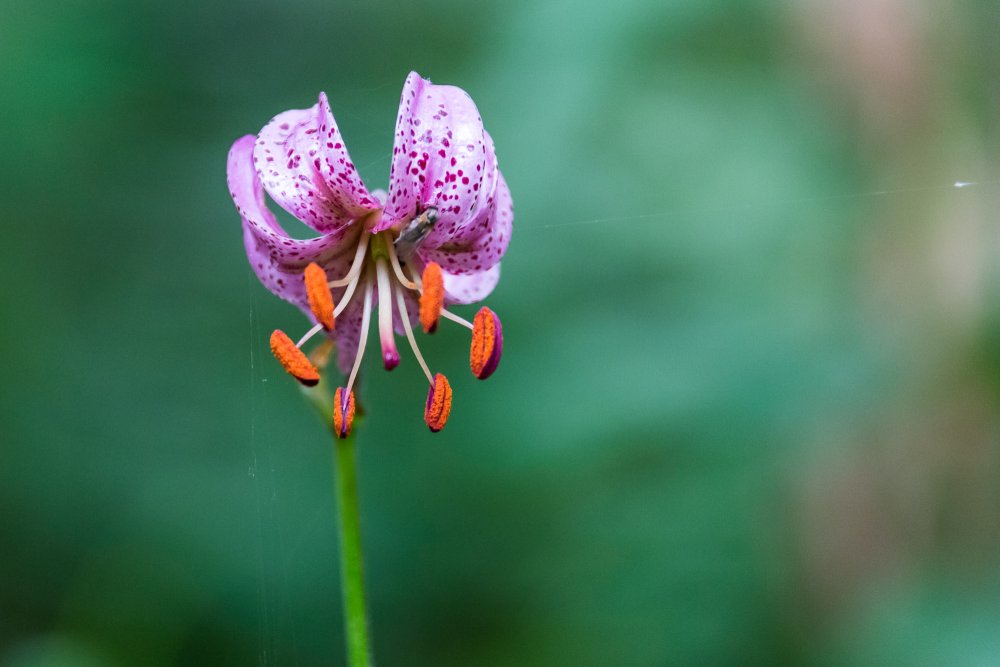 Locanda Mistral Valle Maira Piemont